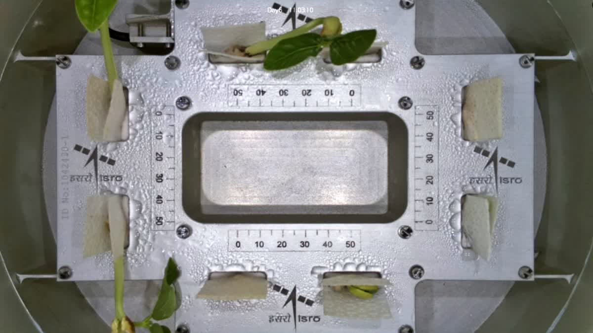 ISRO Cowpea Sprouts First Leaves in Space