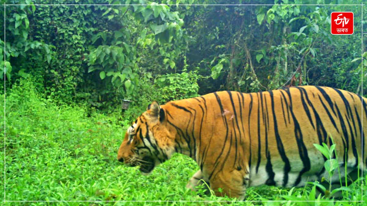 Assam forest department officials set up traps and cameras to catch the tiger says Chandra Mohan Patowary