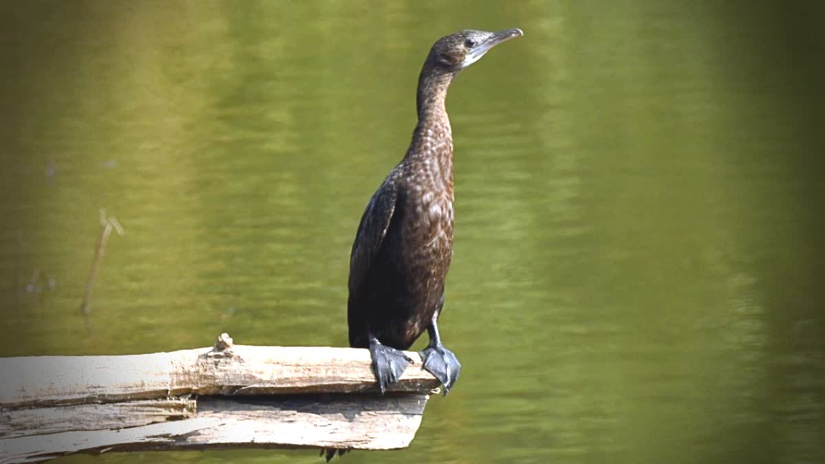 Over 180 Bird Species Flock To Jharkhand’s Palamu Tiger Reserve