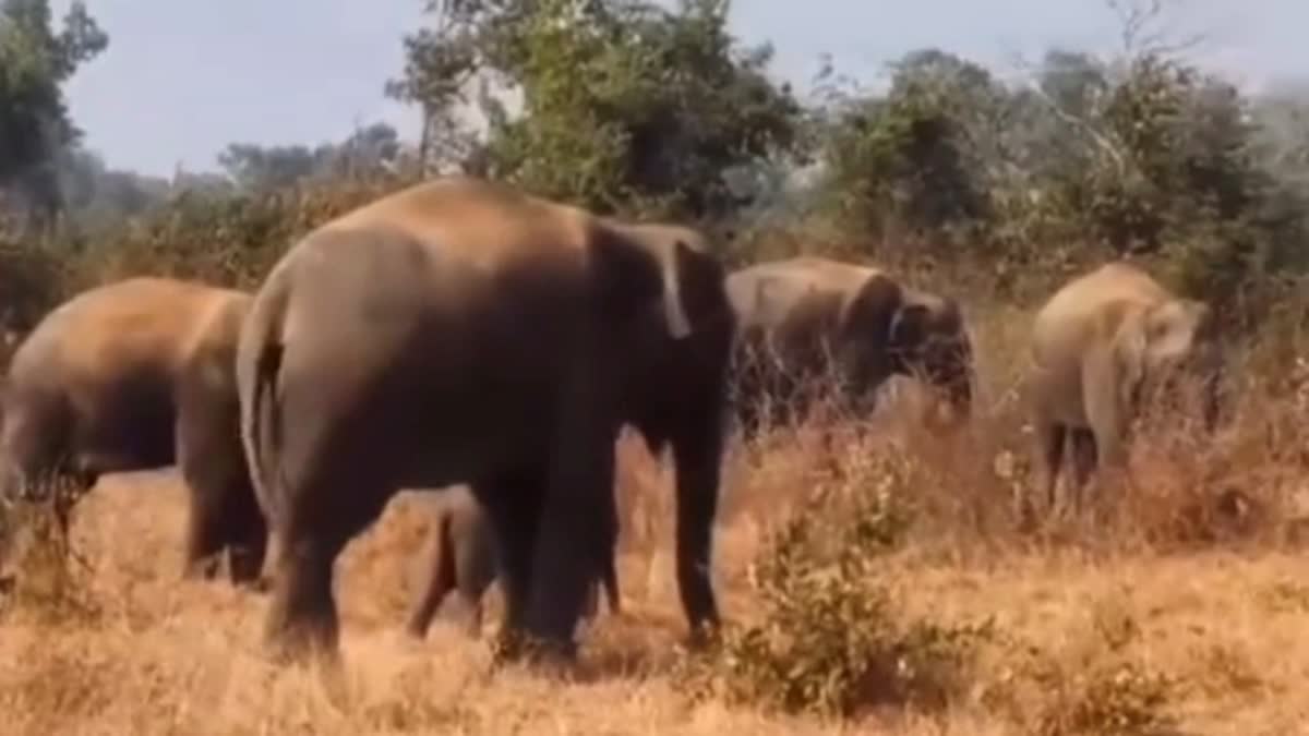 PANNA ELEPHANTS HERD