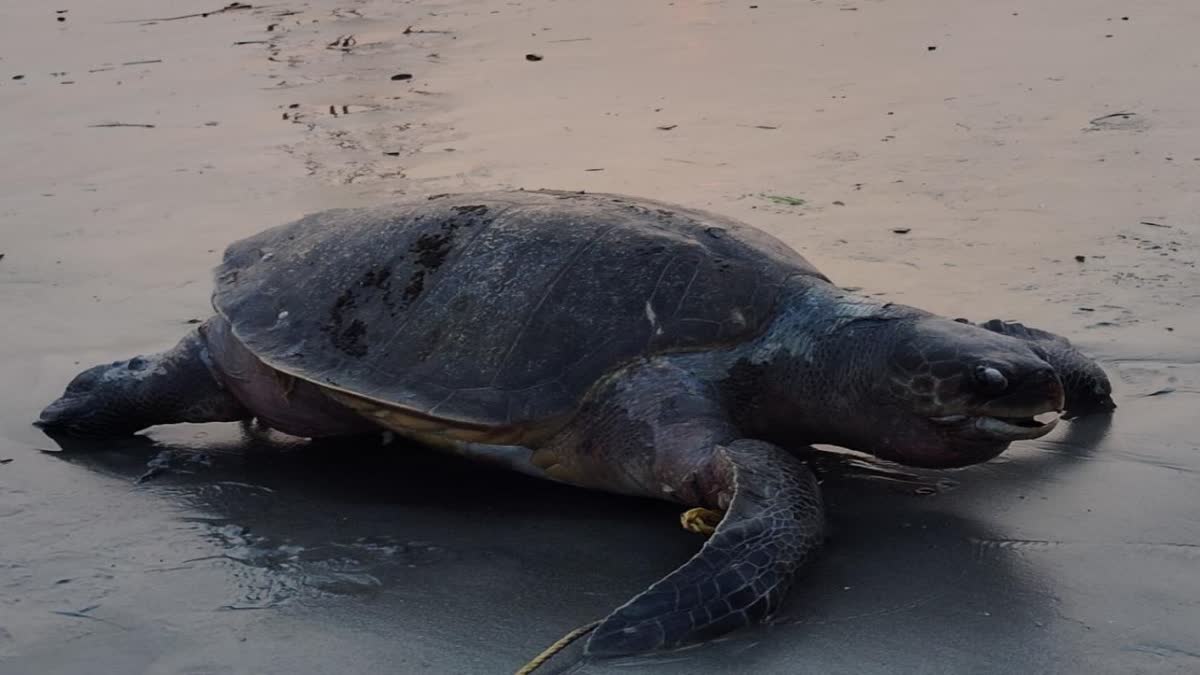 OLIVE RIDLEY TURTLE