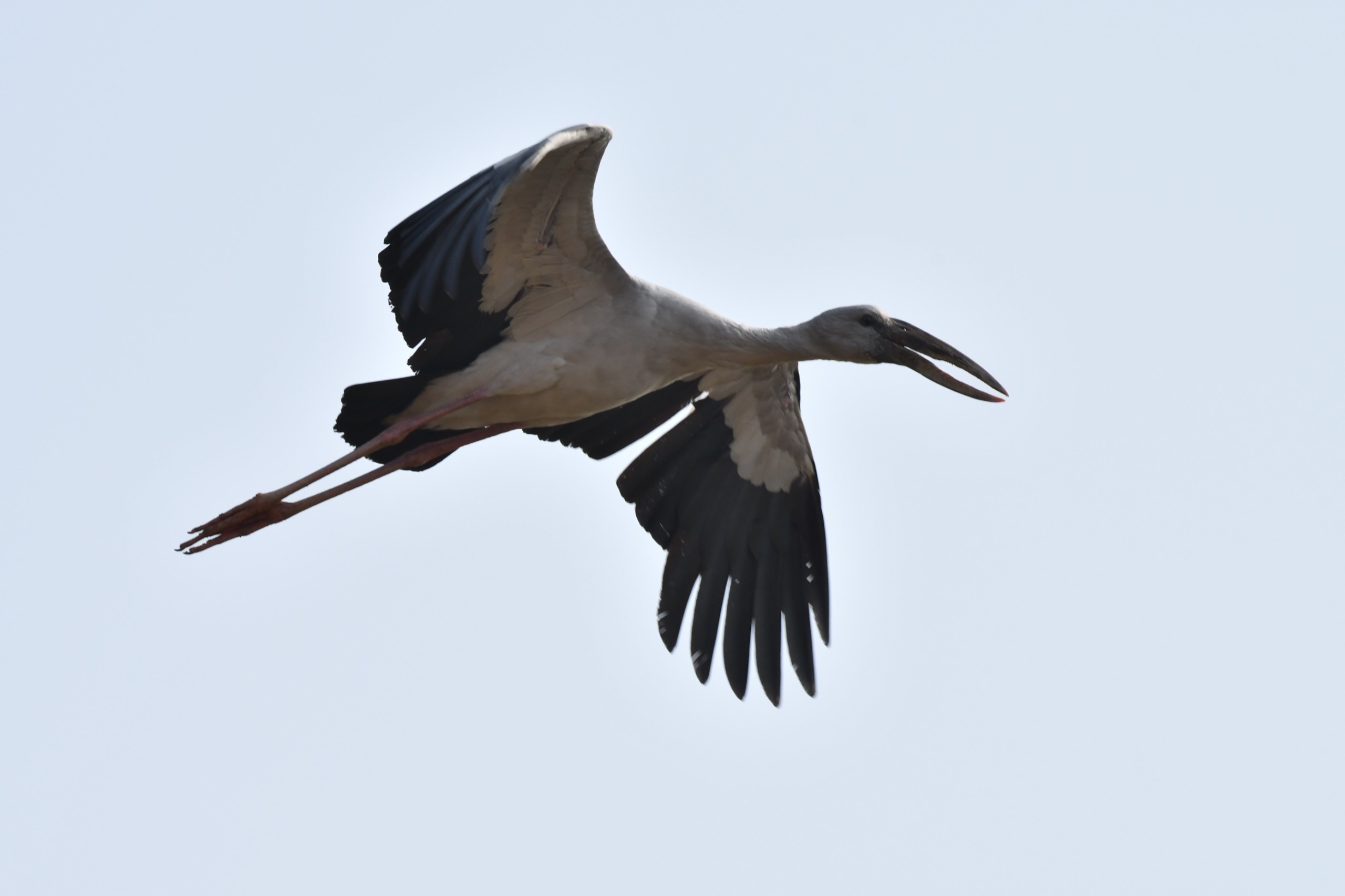 foreign birds in Palamu