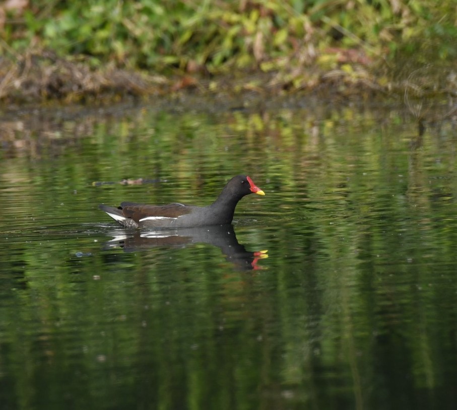 foreign birds in Palamu