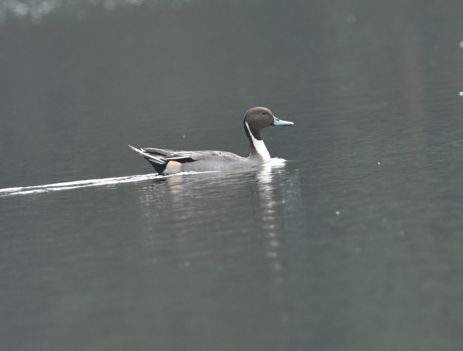 foreign birds in Palamu