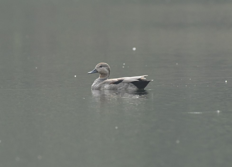 foreign birds in Palamu