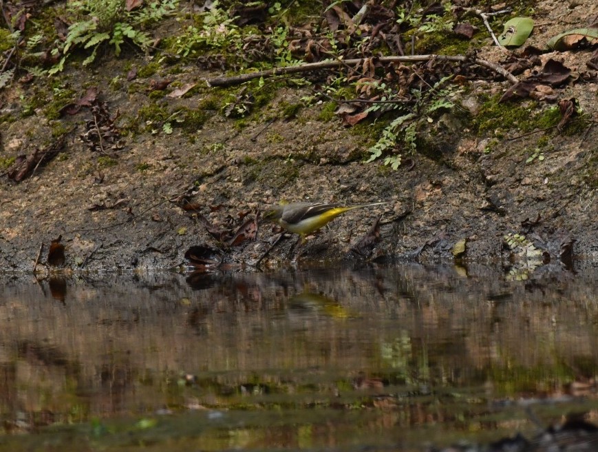 foreign birds in Palamu