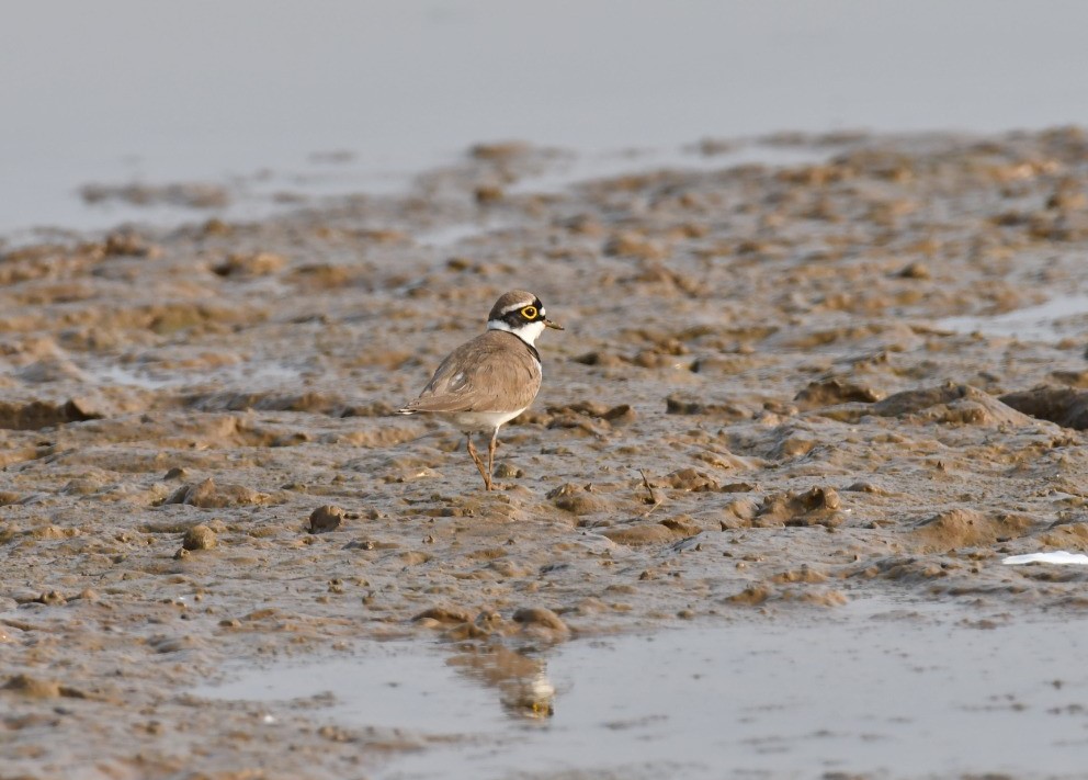 foreign birds in Palamu