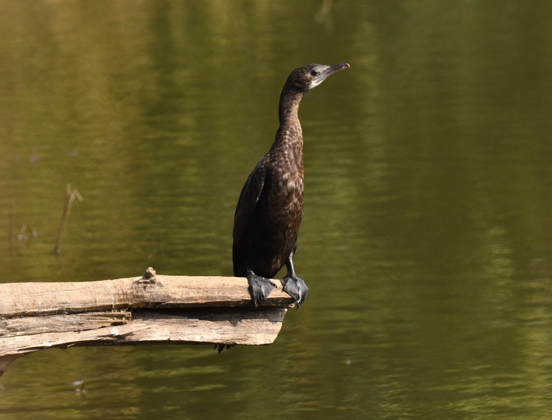 foreign birds in Palamu