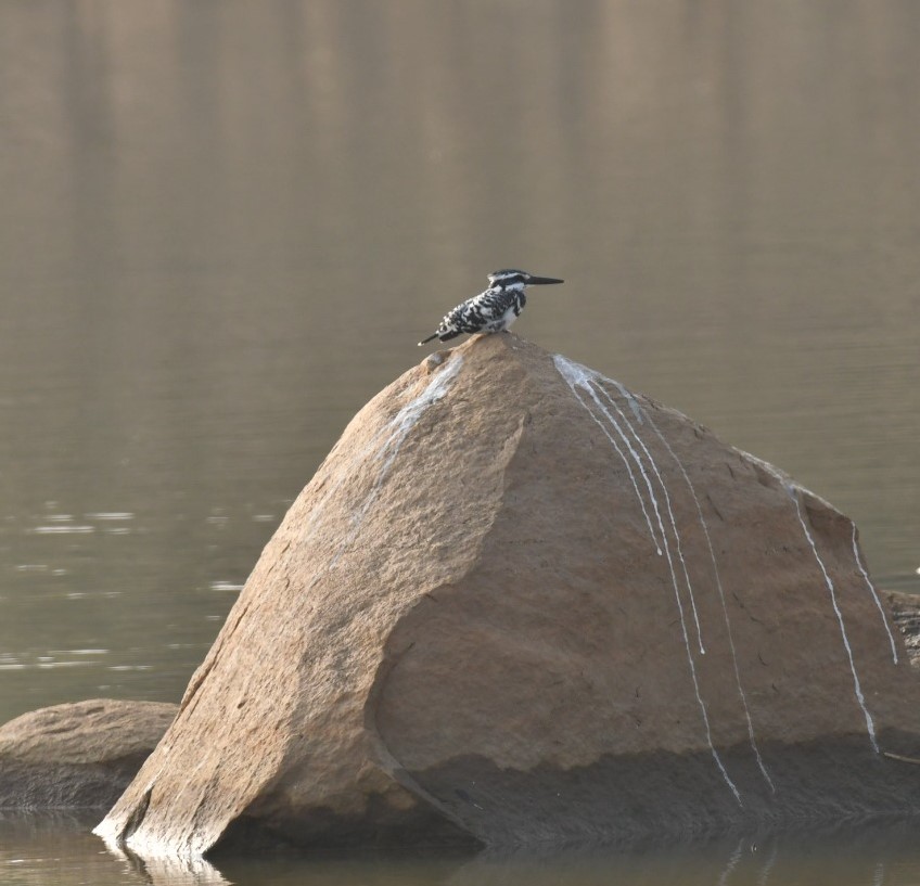 foreign birds in Palamu