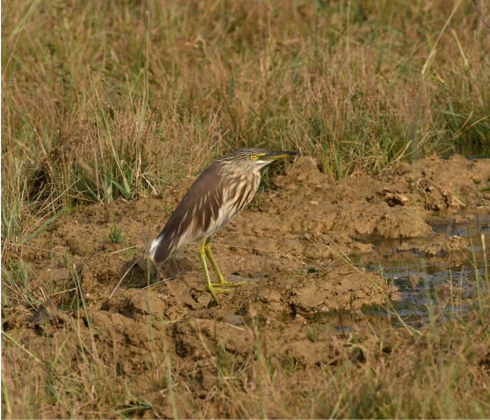 foreign birds in Palamu