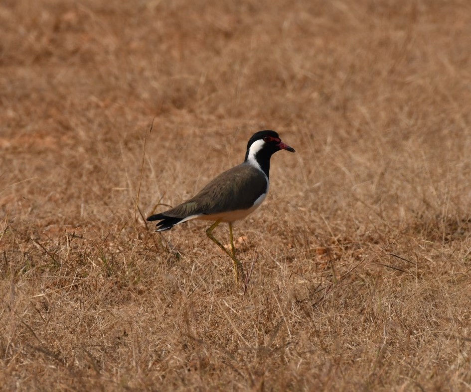 foreign birds in Palamu