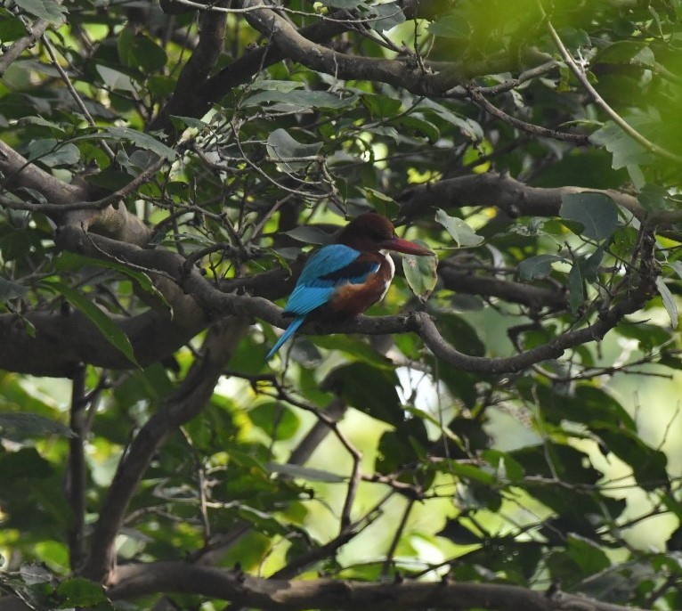 foreign birds in Palamu