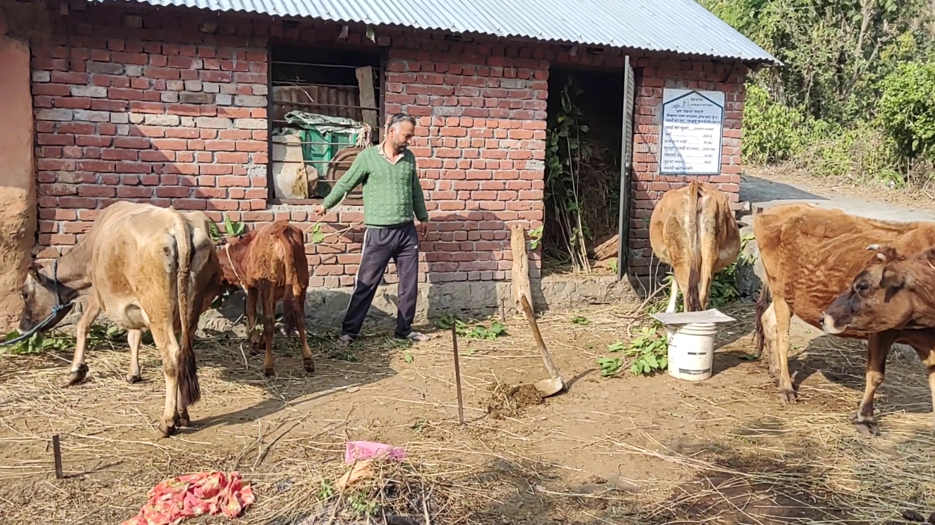 हिमाचल में देशी गाय पालने के लिए बढ़ावा दे रही सरकार