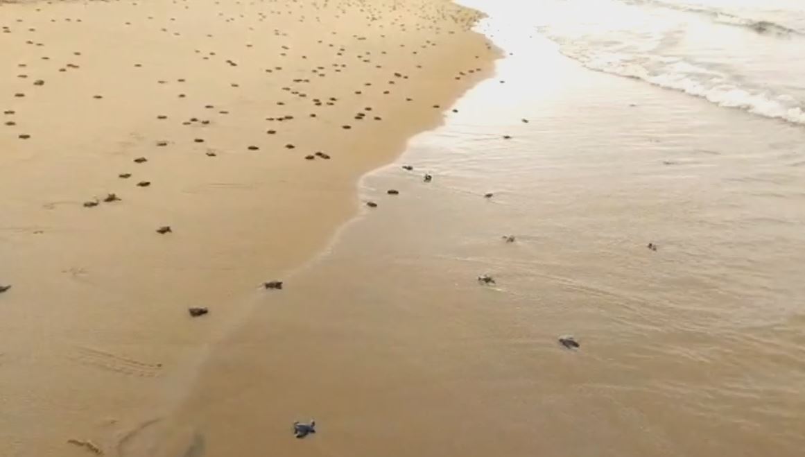 Olive Ridley Turtle Protection Camp By Forest Department During Nesting Season