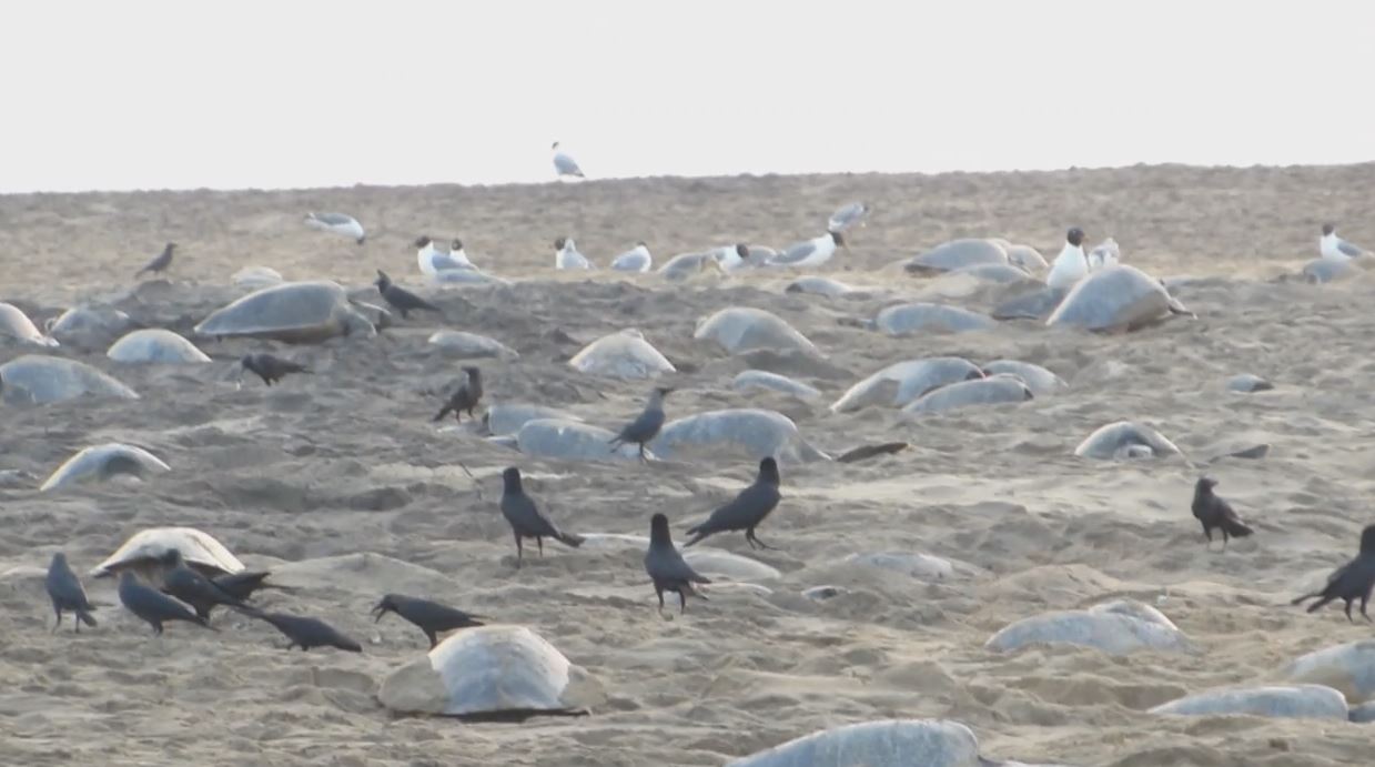 Olive Ridley Turtle Protection Camp By Forest Department During Nesting Season