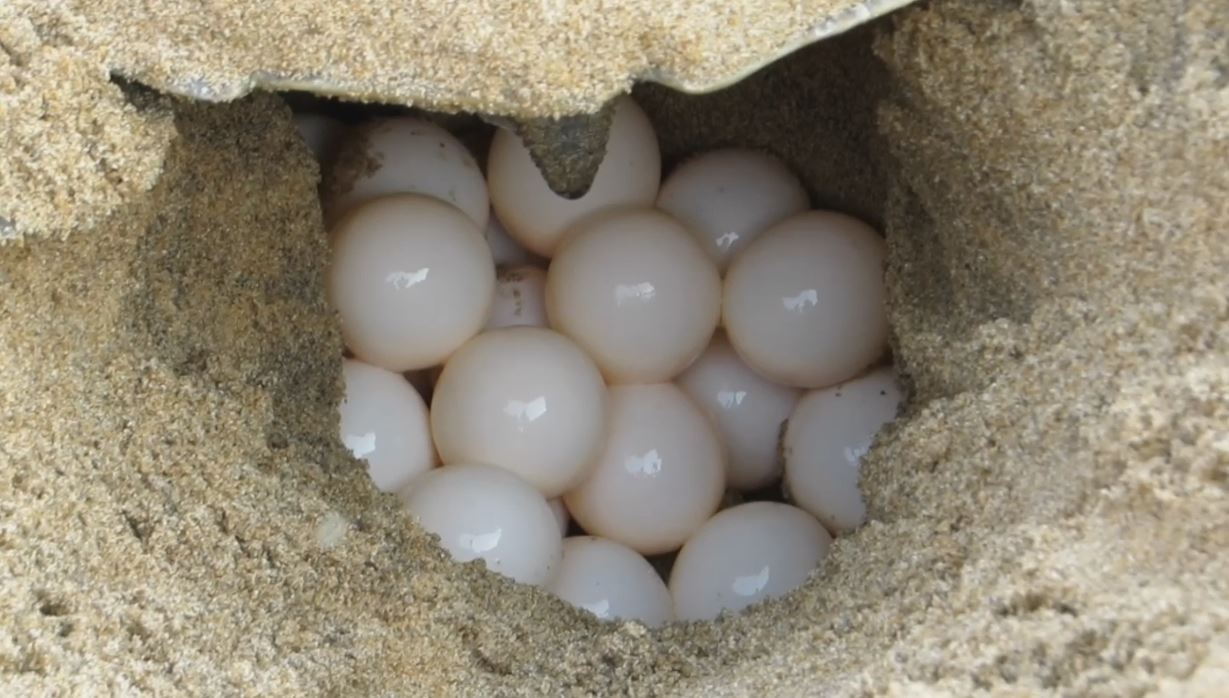 Olive Ridley Turtle Protection Camp By Forest Department During Nesting Season