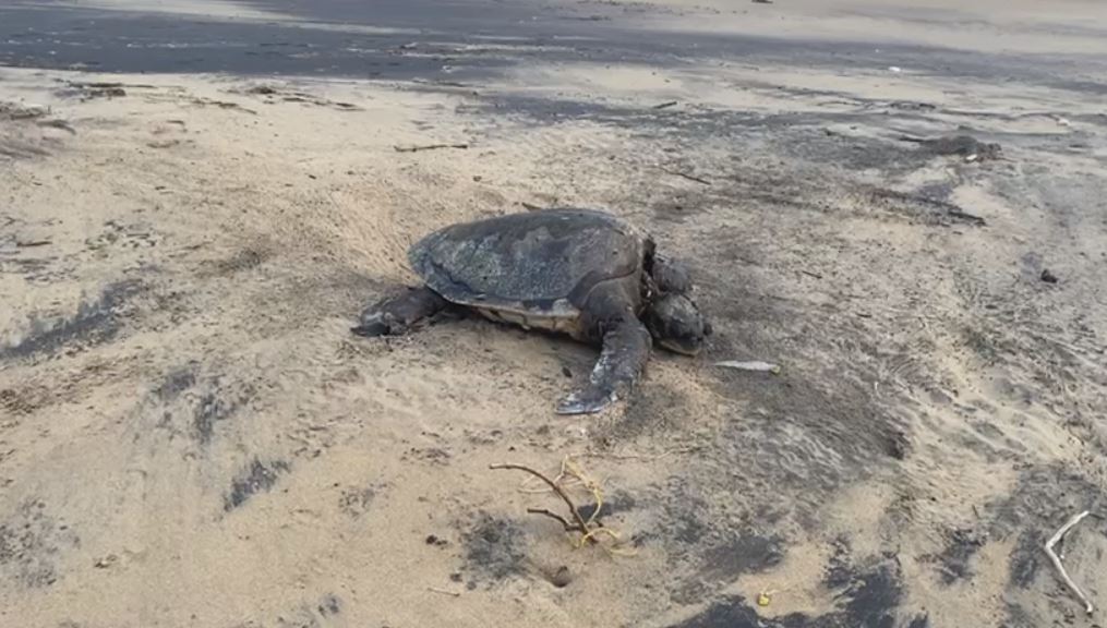 Olive Ridley Turtle Protection Camp By Forest Department During Nesting Season