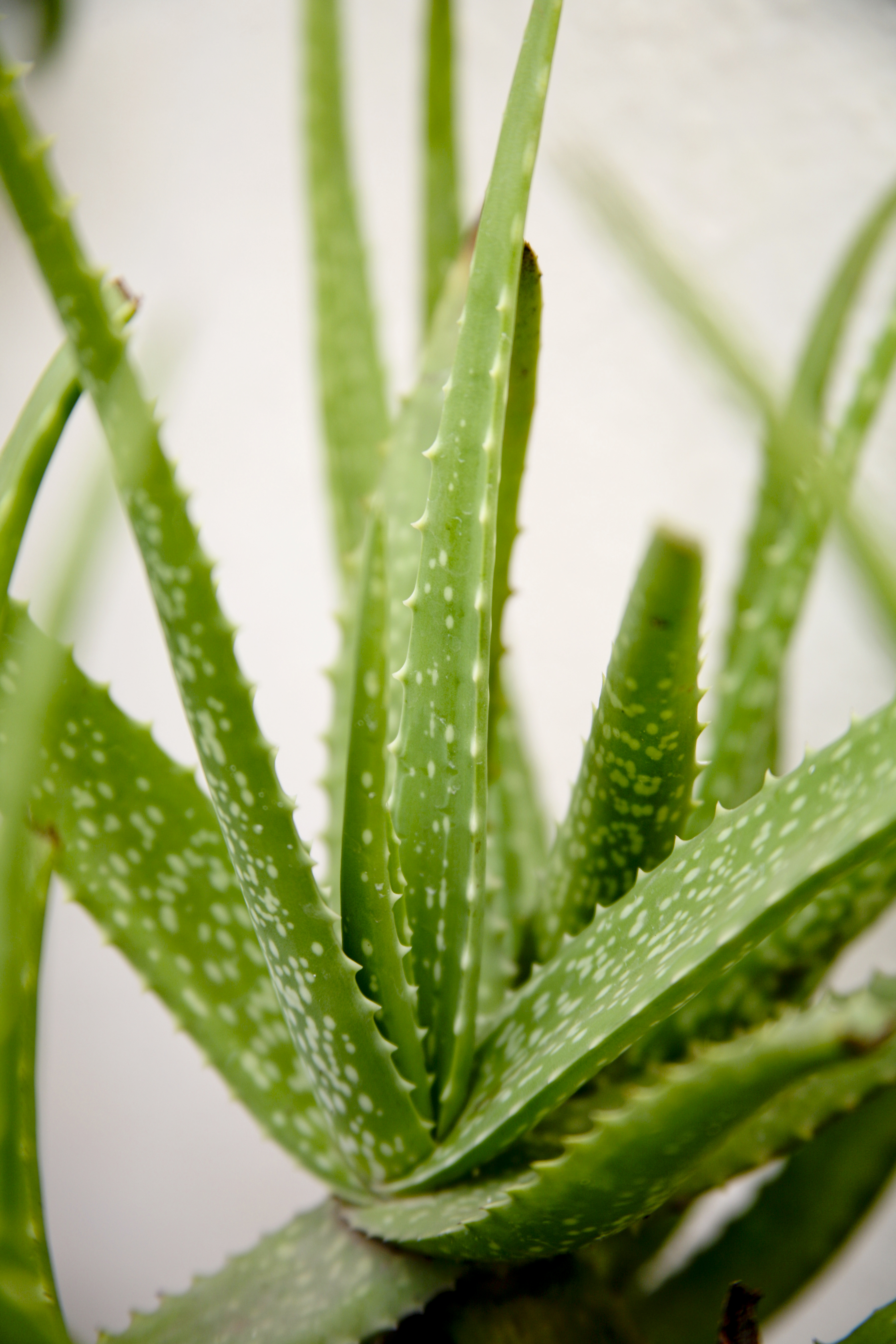 ALOE VERA GROWING TIPS  ALOE VERA BENEFITS  കറ്റാര്‍ വാഴ ഇന്‍ഡോര്‍  കറ്റാര്‍ വാഴ ഗുണങ്ങള്‍