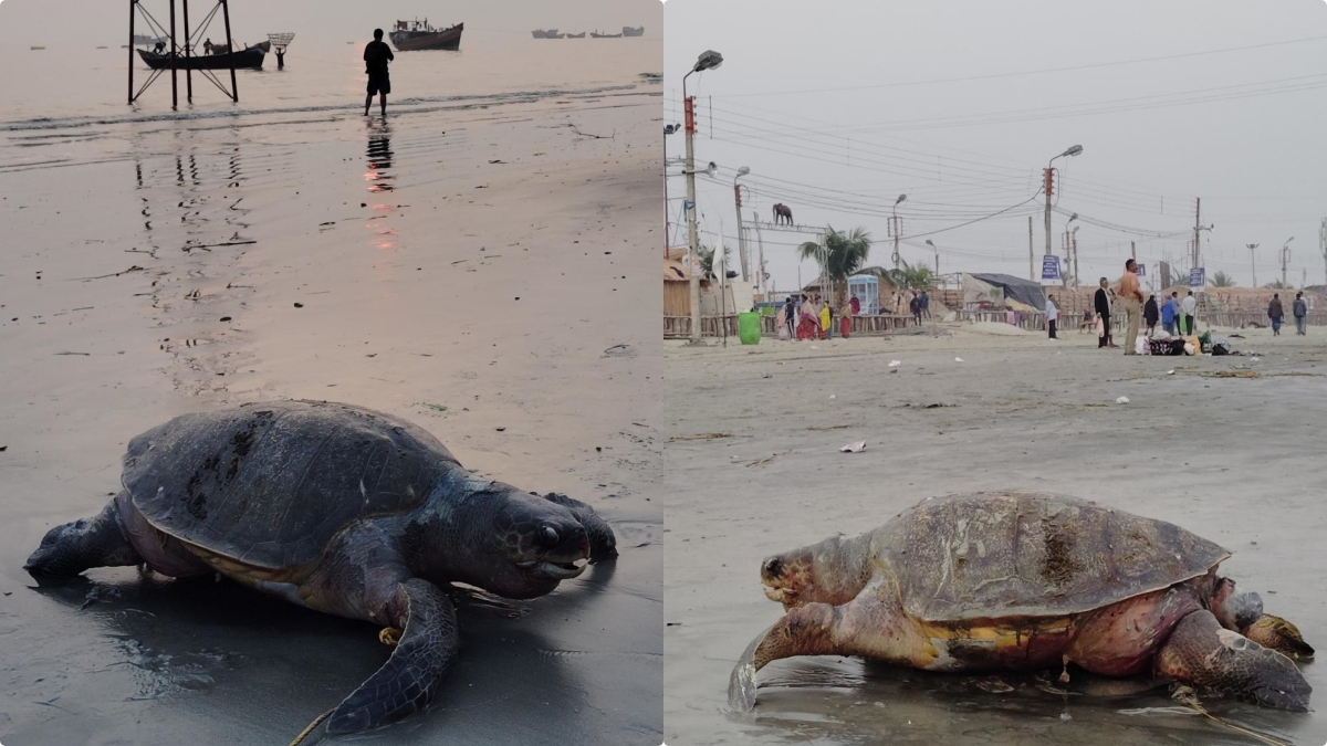 OLIVE RIDLEY TURTLE