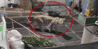 Leopard roaming in Srisailam