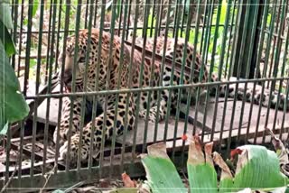 Huge leopard caged by forest department in Tinsukia