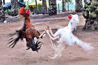 cockfighting_preparations_ramp_up_ahead_of_sankranti_in_west_godavari