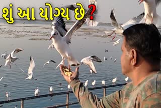 યાયાવર પક્ષીઓ