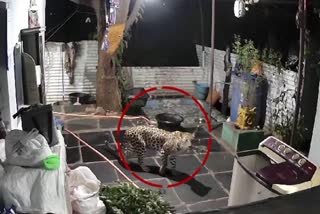 The leopard on the prowl