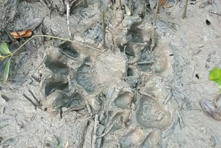 tiger Footprints in kultali