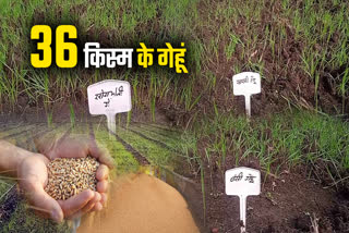 SAGAR GROWS 36 VARIETIES WHEAT