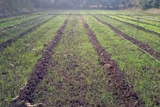 Meet Madhya Pradesh Farmer Aakash Chaurasiya Who Grows 36 Wheat Varieties On 1 Acre