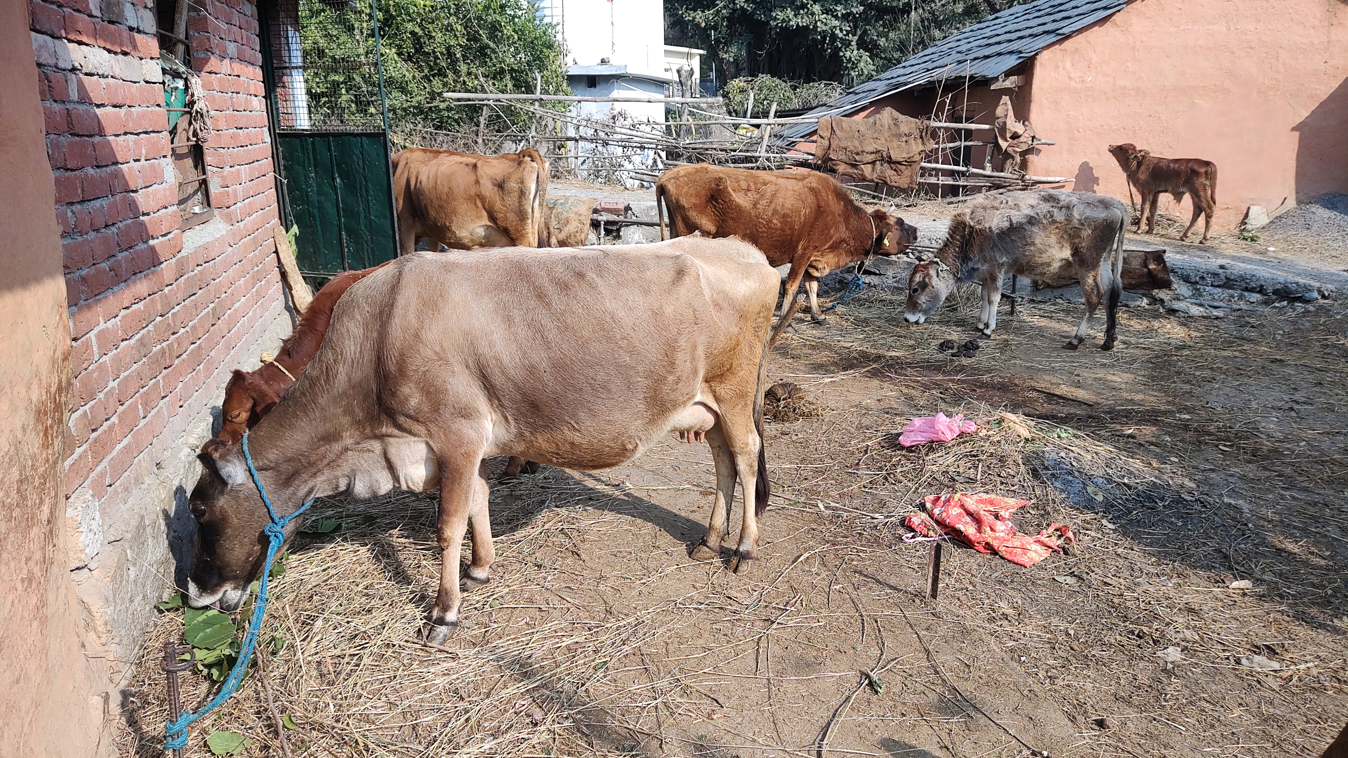 देशी गाय की नस्ल