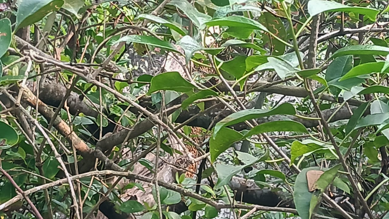 tiger Footprints in kultali