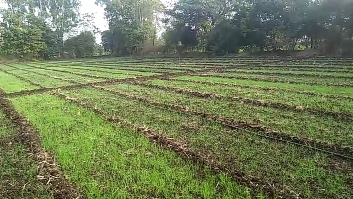 Rare wheat variety