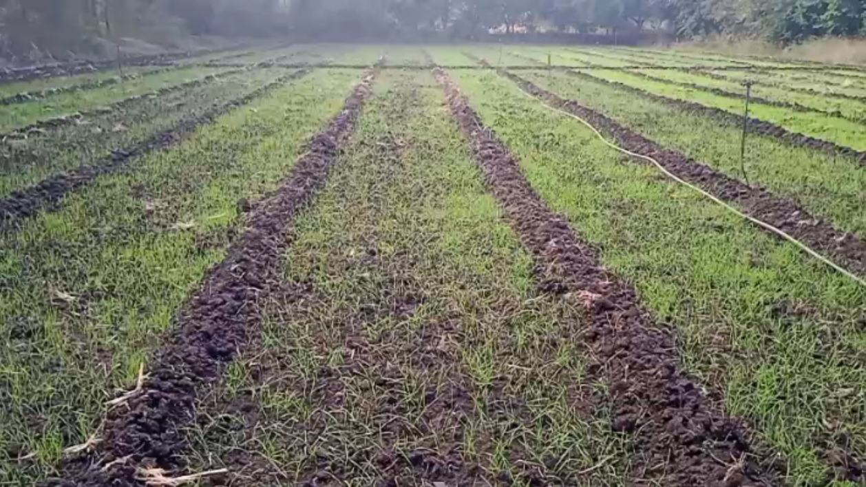 Rare wheat farming in sagar