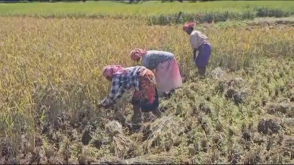 Idukki high range rice farming  Idukki  Laly Eldhose rice farming  തരിശു ഭൂമിയില്‍ നെല്‍കൃഷി  ഇടുക്കി നെല്‍കൃഷി