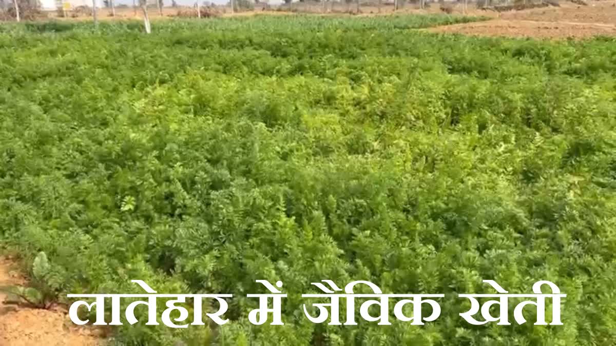 organic farming in Latehar