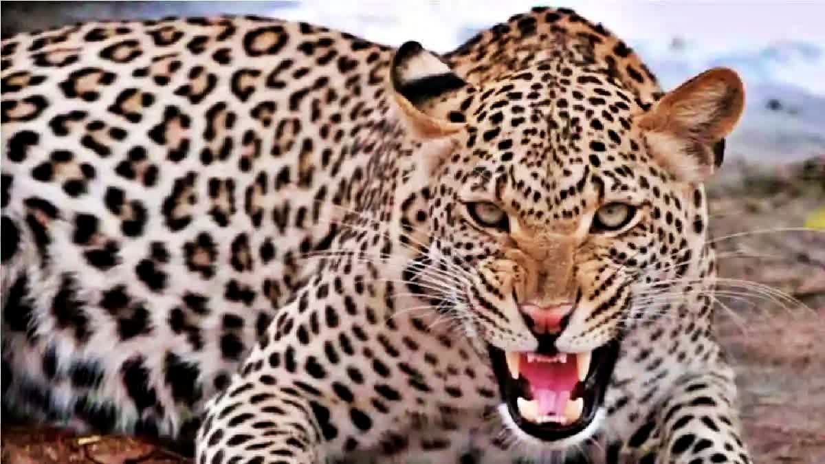 Leopard Attack on Car in Bilaspur