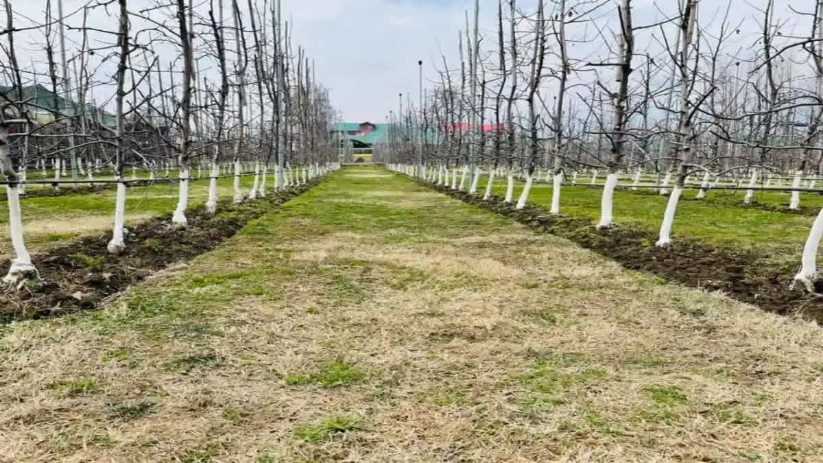 Qul Fruit Wall startup  Agriculture In Jammu and Kashmir  ക്വിൽ ഫ്രൂട്ട് വാൾ 60 കോടി രൂപ  കൃഷി ജമ്മു കശ്‌മീർ