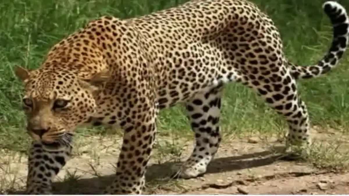 morena leopard died