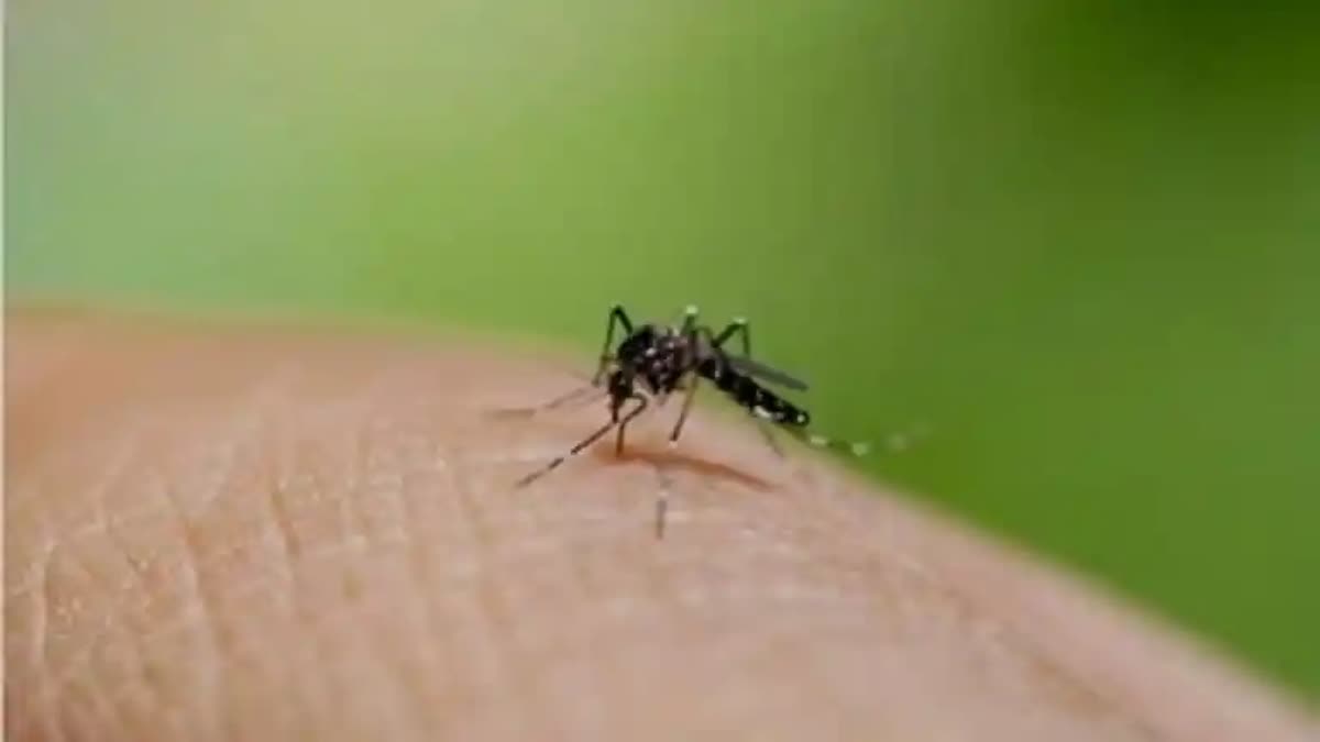 zika infection may increase  Risk Of Developing Severe Dengue  സിക അണുബാധ ഗുരുതരം  ഡെങ്കിപ്പനിക്കുള്ള സാധ്യത