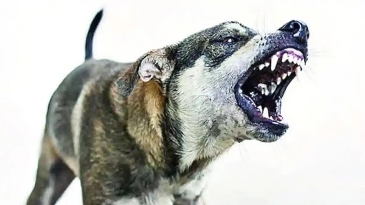 Stray dogs maul woman to death  stray dog attack in Punjab  തെരുവ്‌ നായ ആക്രമണം  തെരുവ് നായ്ക്കൾ യുവതിയെ കടിച്ചു