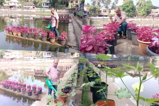 Vegetable farming in pond space  Thiruvannur native Siddique farming  കുളപ്പടവിലെ പച്ചക്കറി കൃഷി  തിരുവണ്ണൂരിലെ കുളക്കര കൃഷി  അടുക്കള തോട്ടം