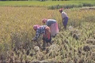 Idukki high range rice farming  Idukki  Laly Eldhose rice farming  തരിശു ഭൂമിയില്‍ നെല്‍കൃഷി  ഇടുക്കി നെല്‍കൃഷി