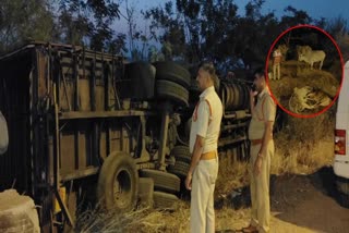 30_Cows_and_Two_People_Died_In_Road_Accident