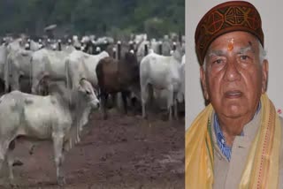 गौवंश को बचाने के लिए मंदिर बनाएं गऊशालाएं- शांता कुमार