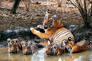 tigress having fun with cubs