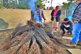 Illegal apple plants burnt Karsog