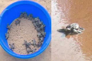 Etv Bharatturtles-were-released-into-the-sea-in-karwar