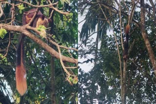 indian giant squirrel attack  wayanad  മലയണ്ണാന്‍റെ ആക്രമണം  വയനാട്ടിൽ മലയണ്ണാന്‍  മലയണ്ണാനെ പിടികൂടി വനം വകുപ്പ്